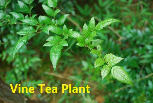 sc/1769436546-normal-vine-tea-plant.jpg