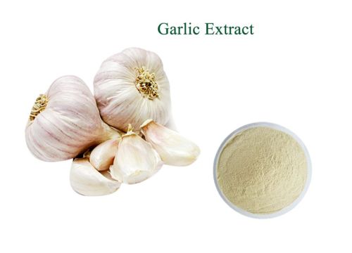 garlic-extract