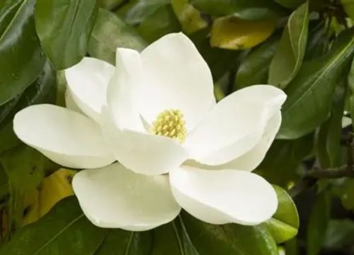 magnolia-plant