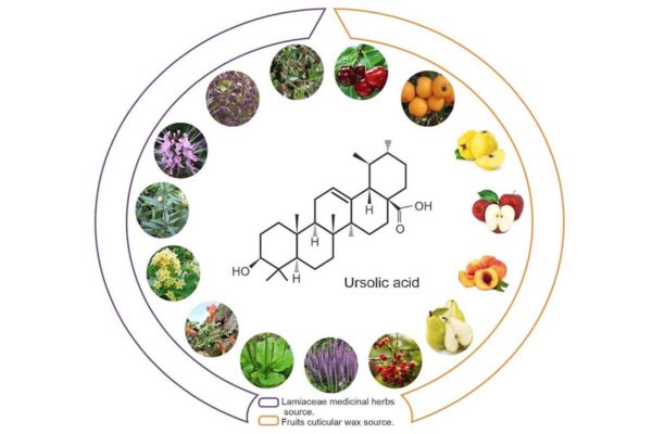 Plant sources and structure of ursolic acid Plant sources and structure of ursolic acid