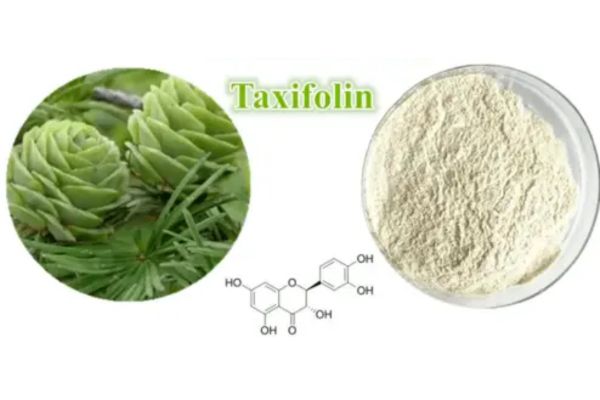 Benefits of Taxifolin for Health