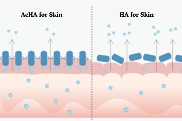 Understanding Sodium Acetylated Hyaluronate Understanding Sodium Acetylated Hyaluronate