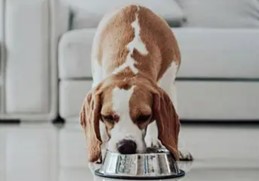 sc/1772006592-normal-Pet-Grade-Hyaluronic-Acid1.jpg sc/1772006592-normal-Pet-Grade-Hyaluronic-Acid1.jpg