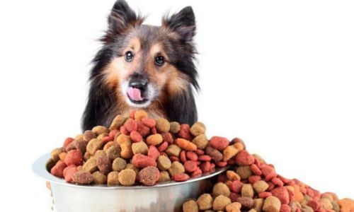 Is Hyaluronic Acid in Pet Food Really Effective