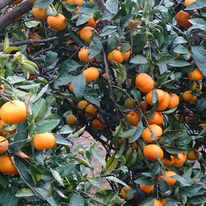 Georgiam solar lighting